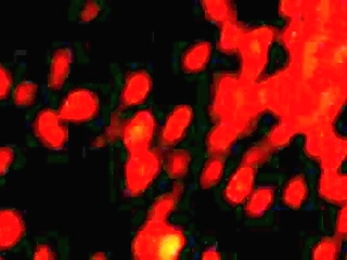 tranny thayla and gabriela enjoy each other s girl cock