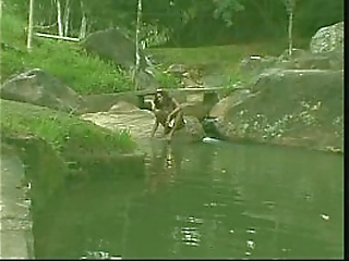 american teen shemale aylen rides a hairy cock