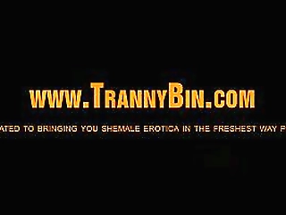 horny new tranny babe sucking cock