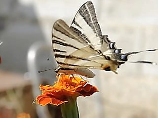 big, hard cock for the tight ass of a beautiful, brunette shemale