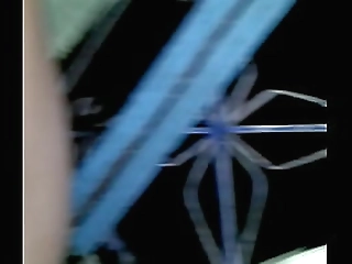 hot shemale karina abelha dicked down by top tranny marcelle herrera