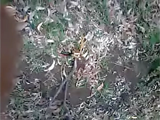 watch trans babe yris in fishnet stockings fuck a stud