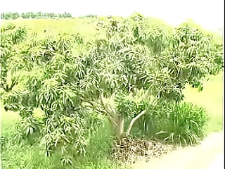 teenage transsexual prostate milking